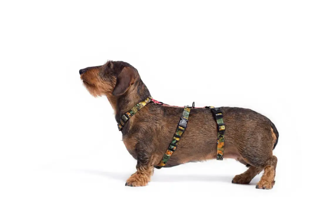 Obroża czy szelki dla jamnika - co wybrać dla zdrowia psa?