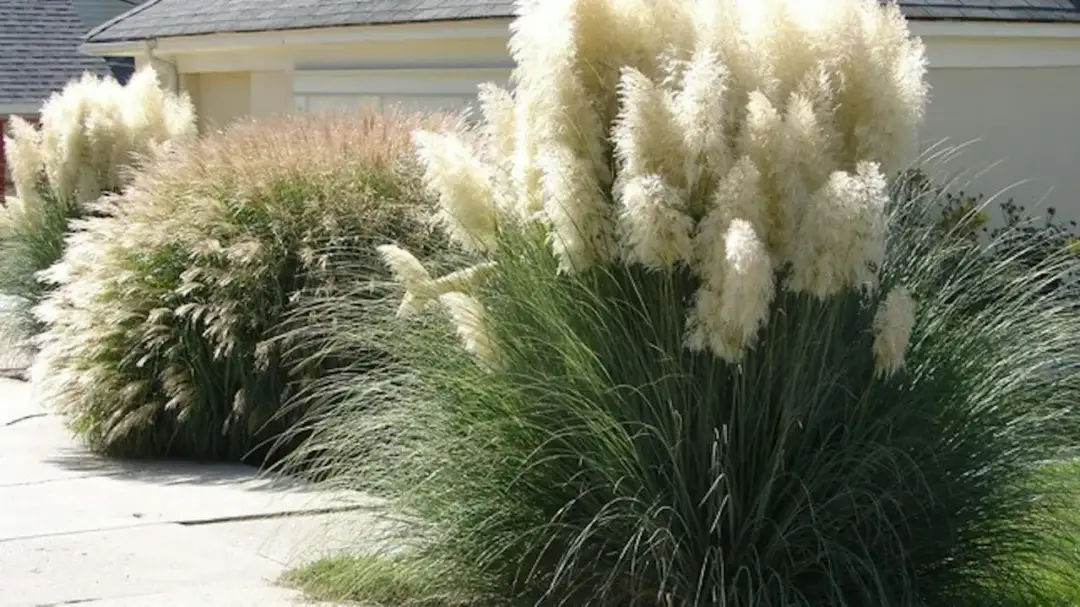 Trawa do domu: najlepsze gatunki i porady pielęgnacyjne