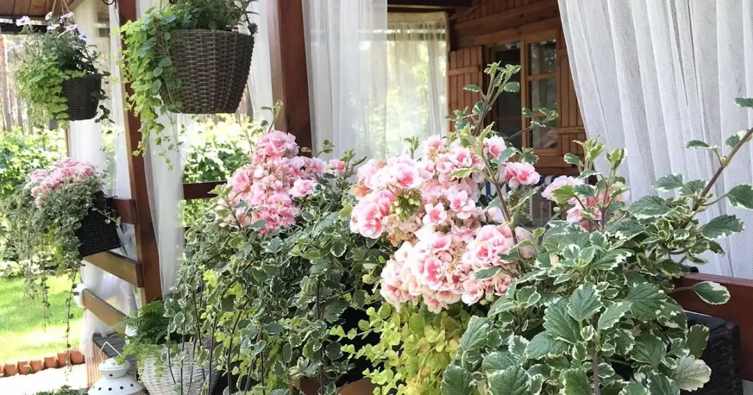 Jakie rośliny na balkon północny – najlepsze gatunki do cienia