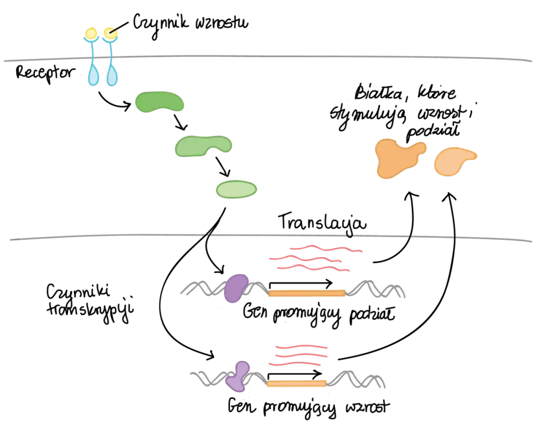 Co to jest transkrypcja w biologii i jak wpływa na ekspresję genów