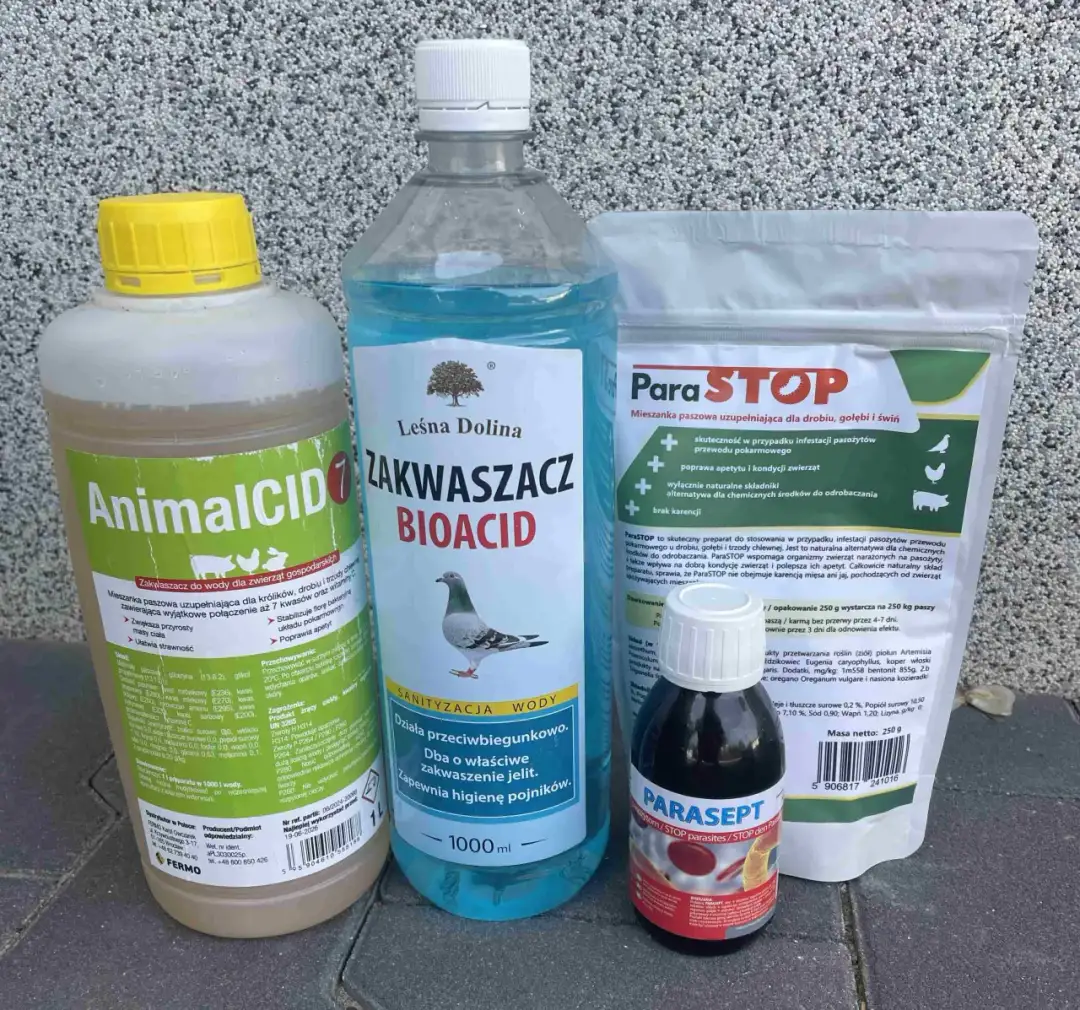 Czym odrobaczać gołębie, aby uniknąć poważnych problemów zdrowotnych?