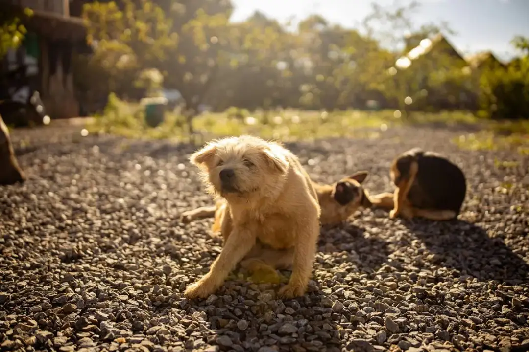 Dlaczego szczeniak się drapie? Poznaj przyczyny i pomóż pupilowi!