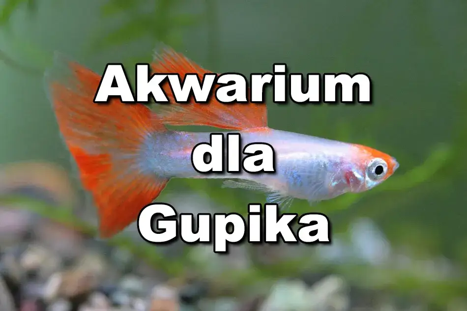 Ile gupików w akwarium? Oto, co musisz wiedzieć, aby uniknąć problemów