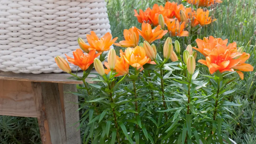 Jak sadzić lilie w doniczkach - proste kroki dla pięknych kwiatów