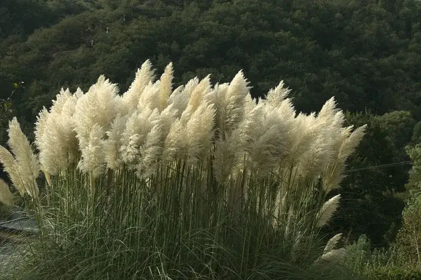 Jak przycinać trawę pampasową, aby uniknąć błędów i zapewnić zdrowy wzrost