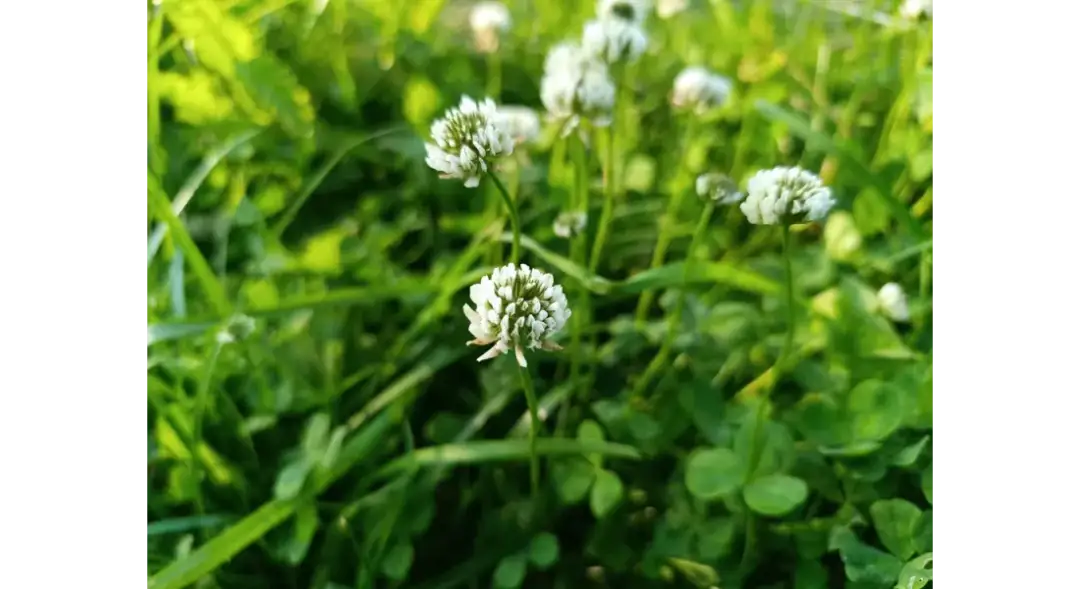 Co uprawiać na 6 klasie ziemi? Rośliny na trudne gleby