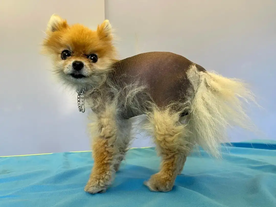 Pomeranian łysieje? Alopecia X: Kompleksowy przewodnik dla właścicieli