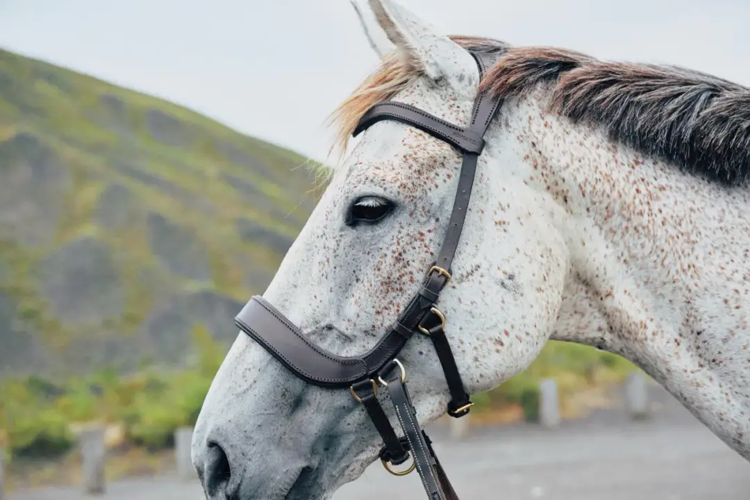 Odmiany na głowie konia: Co oznaczają białe plamy?