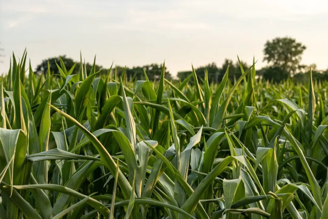 Jak uprawiać kukurydzę skutecznie i uniknąć najczęstszych błędów