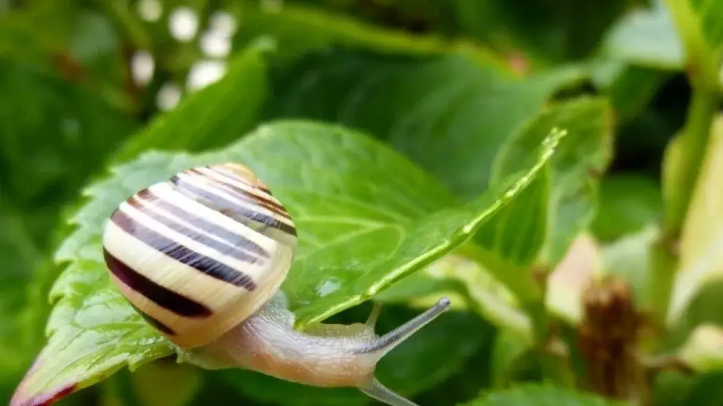 Skuteczne metody na ślimaki w ogrodzie – porady z forum ogrodniczego