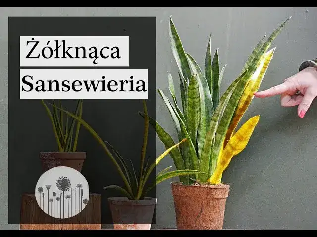 Sansewieria trująca? Objawy, pierwsza pomoc i bezpieczna uprawa