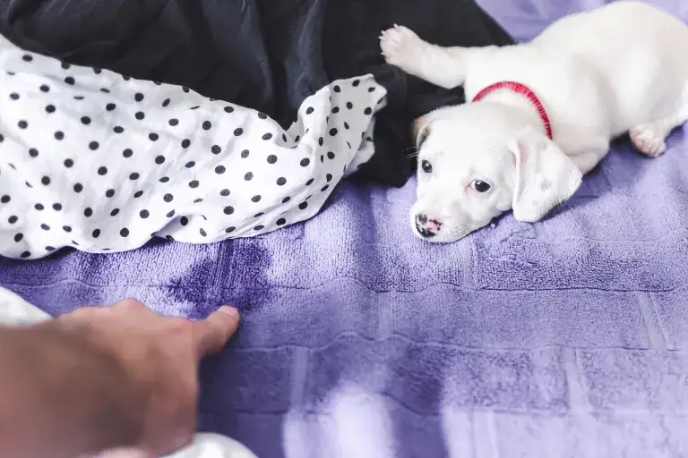 Szczeniak sika na łóżko – skuteczne sposoby na rozwiązanie problemu