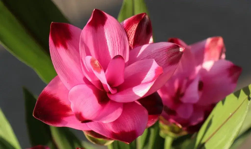 Jak kwitnie kurkuma? Odkryj sekrety jej pięknych kwiatów