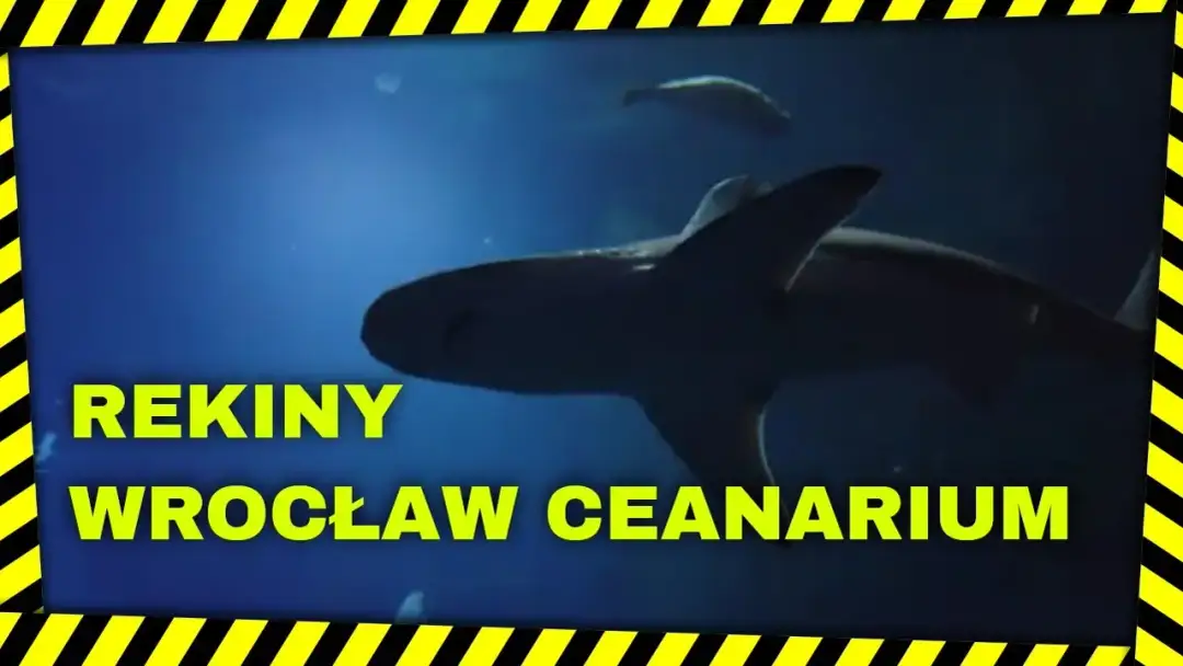 Rekiny w oceanarium Wrocław – fascynujące gatunki i ich tajemnice