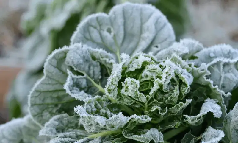 Jak zabezpieczyć ogród warzywny przed mrozem? Skuteczne sposoby na przetrwanie zimy