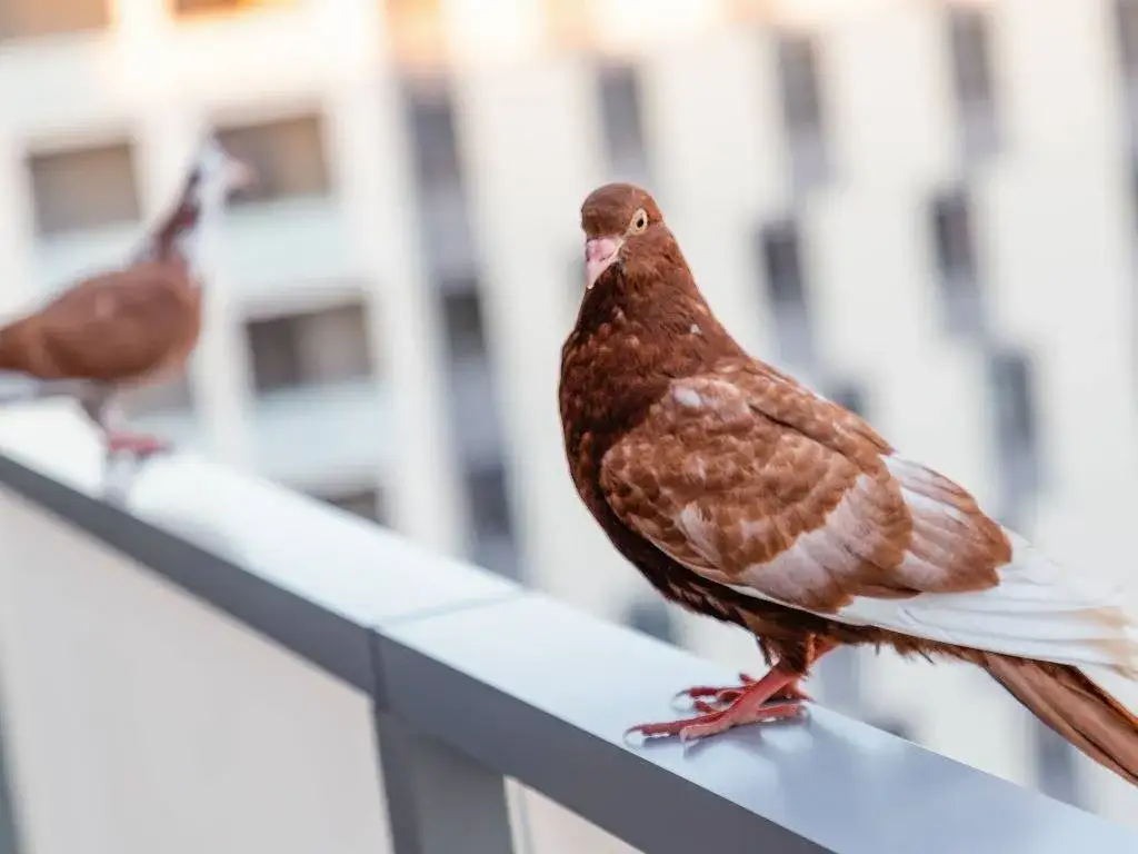 Skuteczne sposoby na gołębie na balkon – pozbądź się ich raz na zawsze