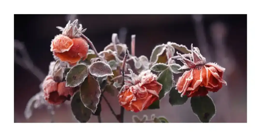 Kiedy odkryć róże na pniu po zimie, aby uniknąć ich uszkodzenia