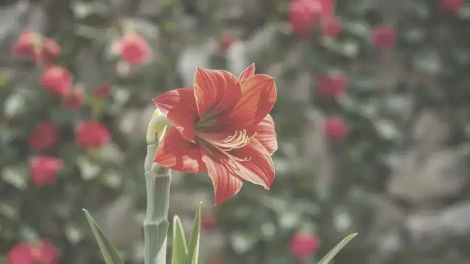 Jak długo kwitnie amarylis? Wydłuż jego kwitnienie!