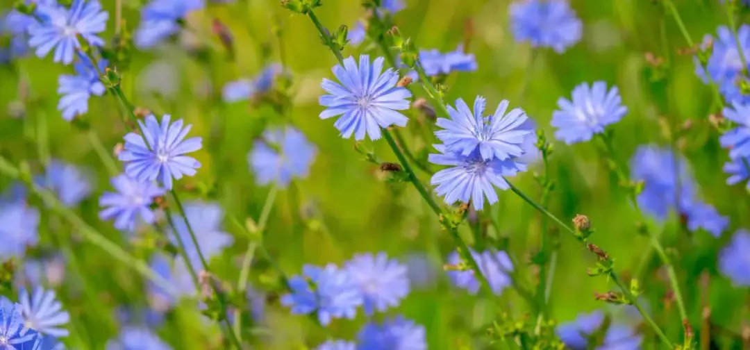 Jak kwitnie cykoria? Poznaj tajemnice jej pięknych kwiatów