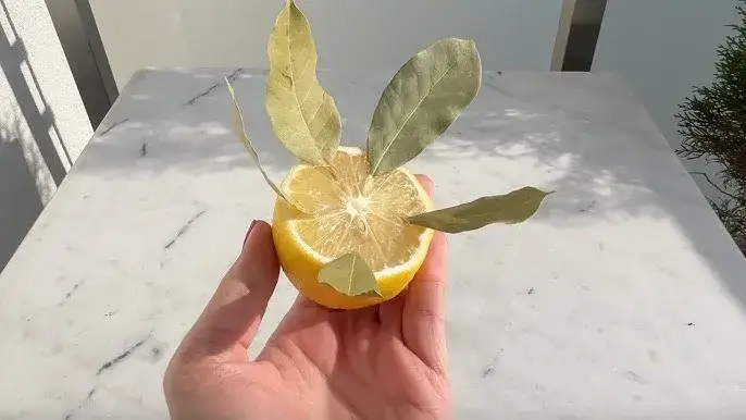 Zastosowanie liści cytryny w kuchni i nie tylko - poradnik