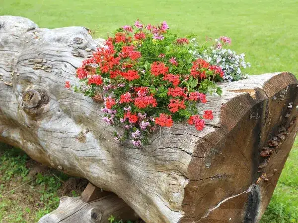 Jak zrobić kwietnik z pnia drzewa i cieszyć się pięknem roślin