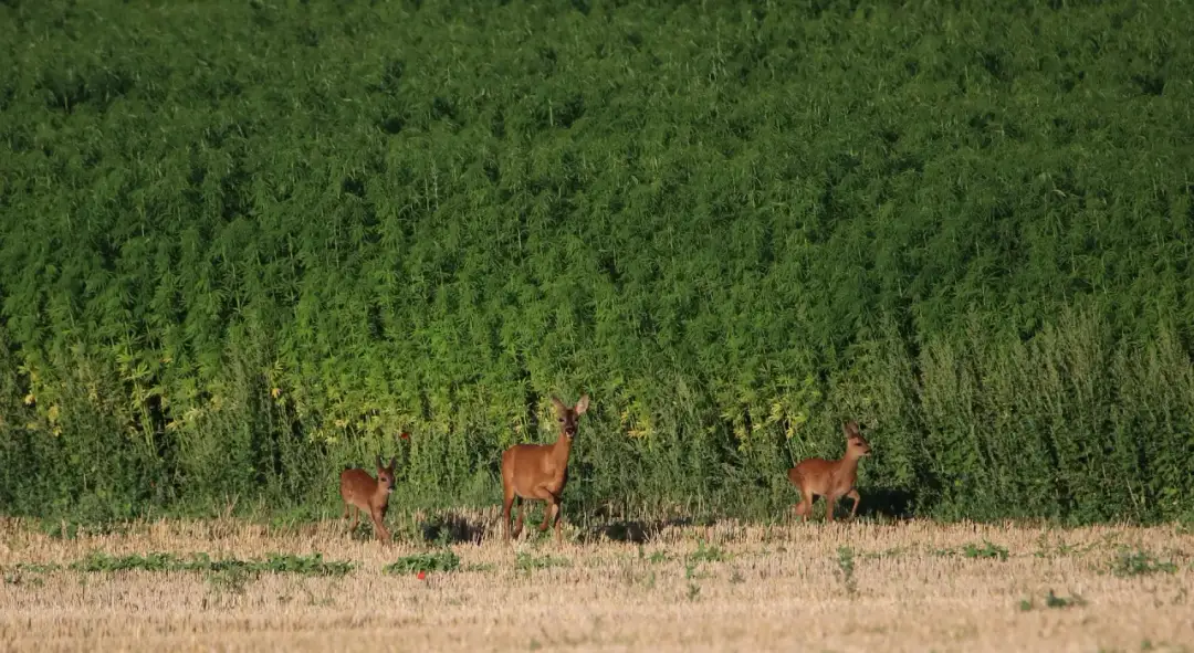 Tajemnice idealnych przypraw do sarny: Jak rozkoszować się dziczyznową ucztą