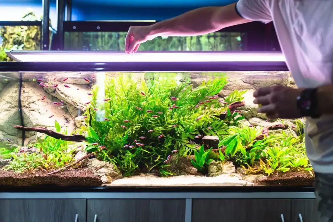 Jak prawidłowo podawać mrożony pokarm dla rybek, by były zdrowe?