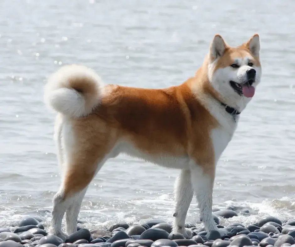 Akita: Groźna czy źle wychowana? Prawda o charakterze rasy.