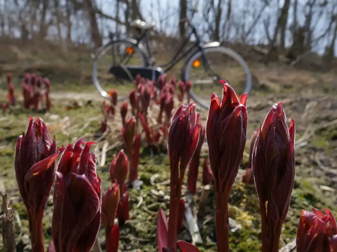 Jak długo kwitnie piwonia? Sekrety długiego kwitnienia