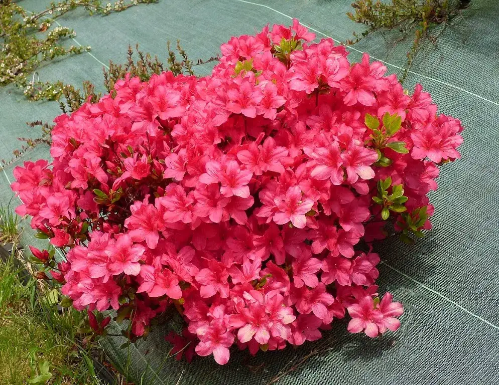 Jak długo kwitnie azalia? Sekrety długiego kwitnienia i pielęgnacji