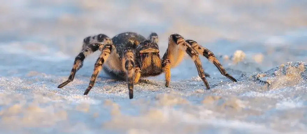 Czy ptaszniki żyją w Polsce? Odkryj prawdę o tych pająkach