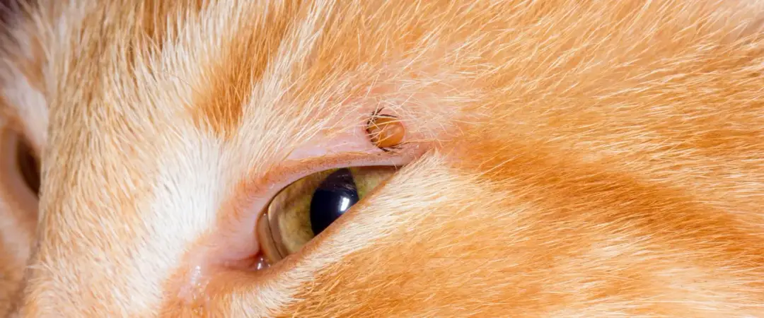 Kleszcz wbity w skórę kota obok oka.