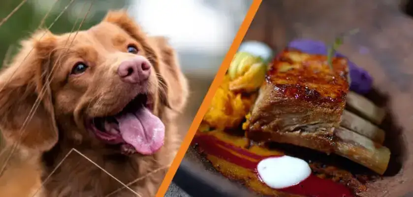 Kości z żeberek dla psa: Śmiertelne ryzyko? Werdykt weterynarza