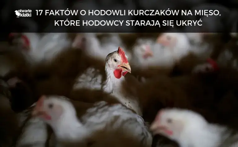 Ile trwa hodowla kurczaka? Zaskakujące fakty o czasie wzrostu