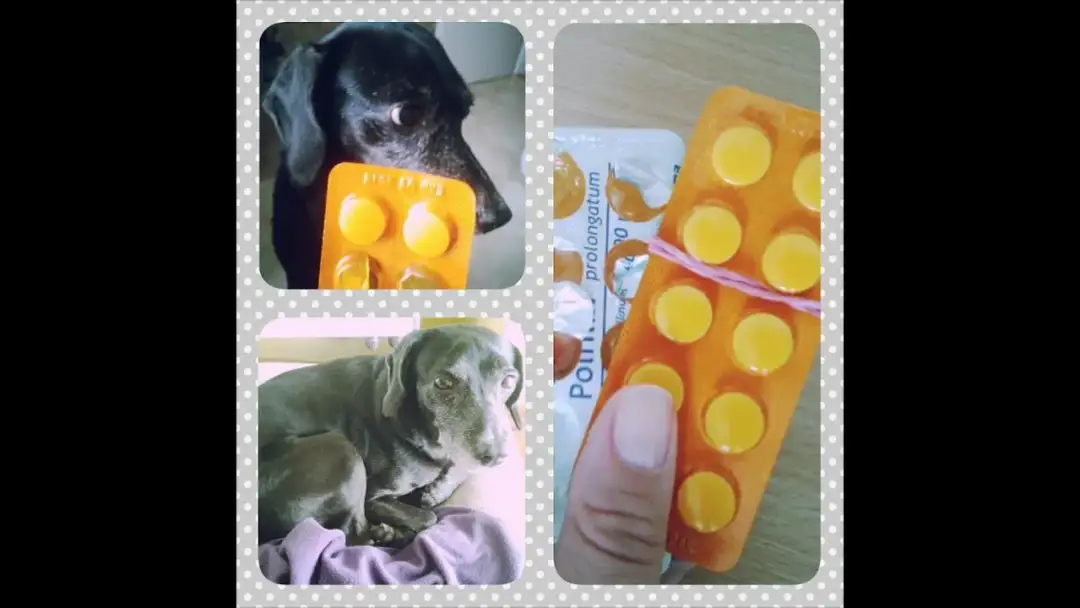 Jak podać psu tabletki na odrobaczanie bez stresu i problemów – skuteczne metody