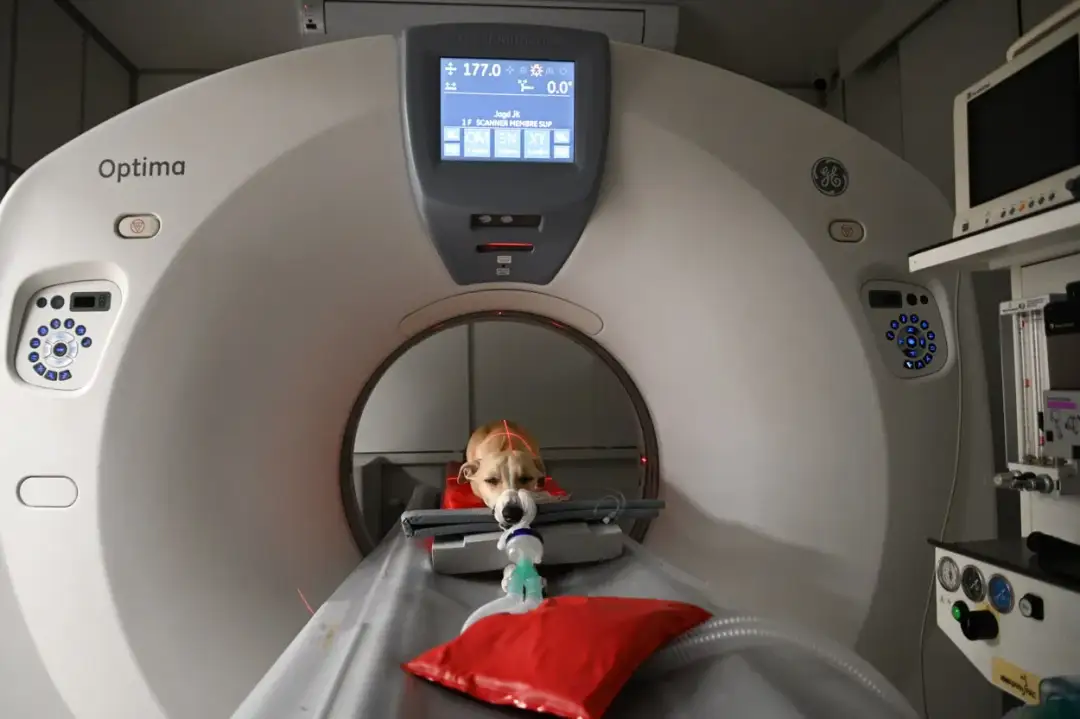 Rezonans magnetyczny dla psa: cena, przygotowanie rozwiej wątpliwości