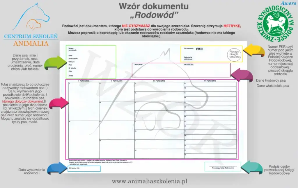 Ile kosztuje metryka dla psa? Sprawdź ceny i korzyści rodowodu dla twojego pupila