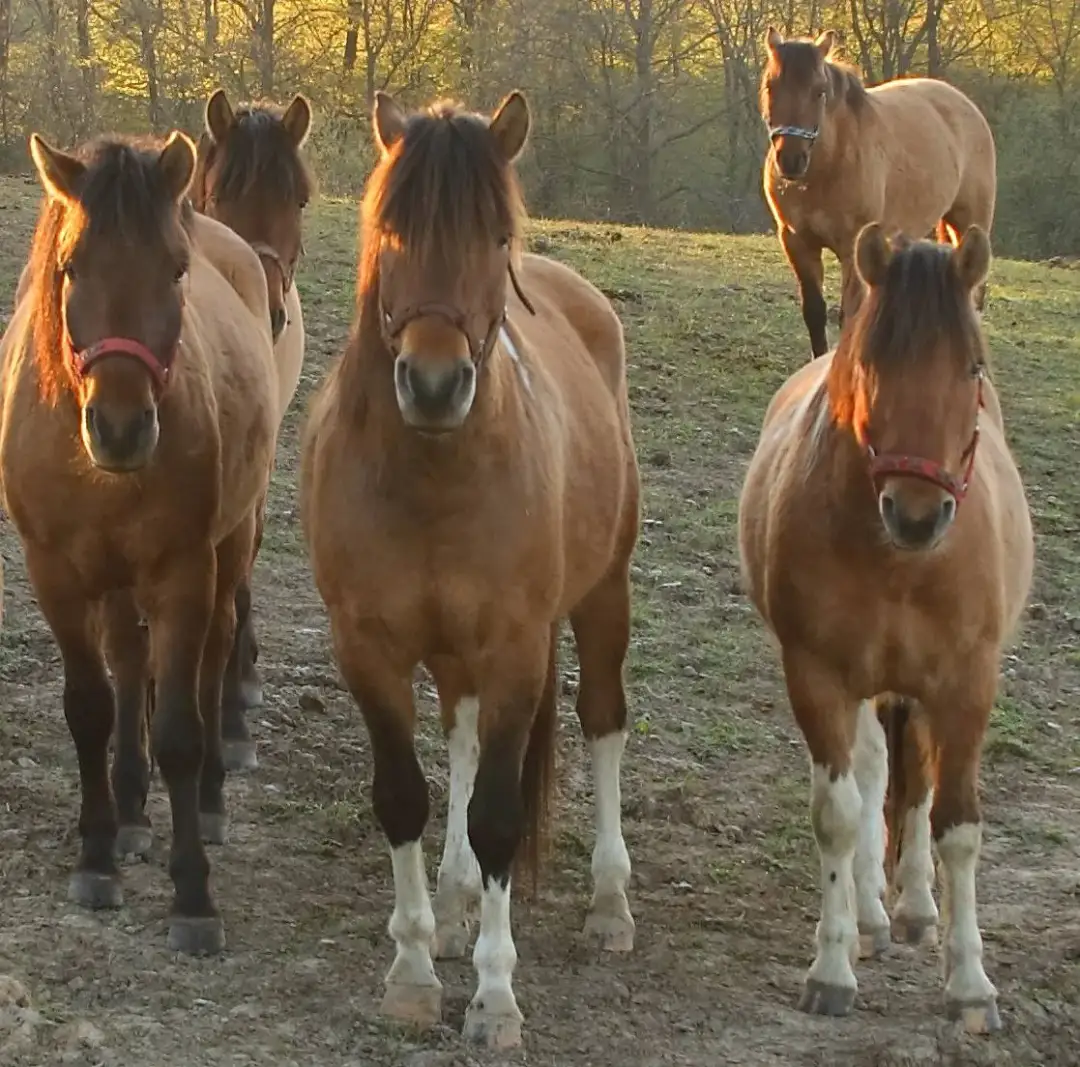 Nielepice stadnina – wyjątkowe doświadczenia z końmi huculskimi
