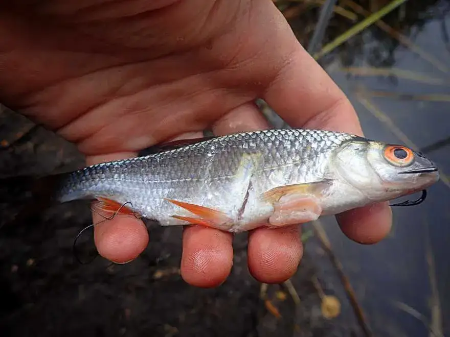 Lśniące przynęty: Jak wabić drapieżniki? Poradnik eksperta.