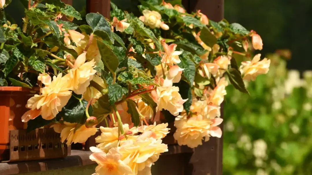 Begonia zwisająca - urok i pielęgnacja tej rośliny