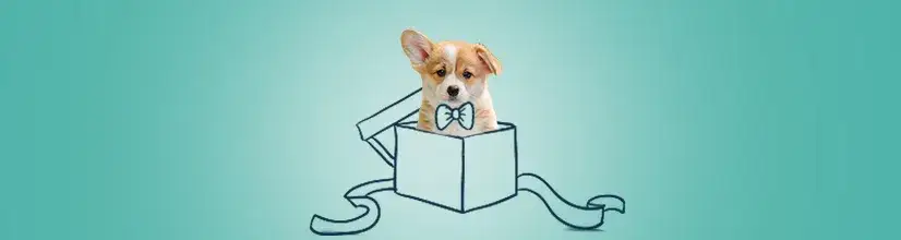 Czy pies w prezencie to dobry pomysł? Ryzyko i odpowiedzialność