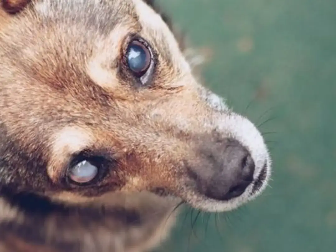 Zaćma u psa: Krople to mit? Prawda o leczeniu i operacji