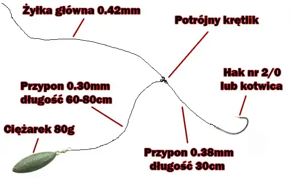 Jaką wędkę na suma z gruntu wybrać, by nie stracić ryby?