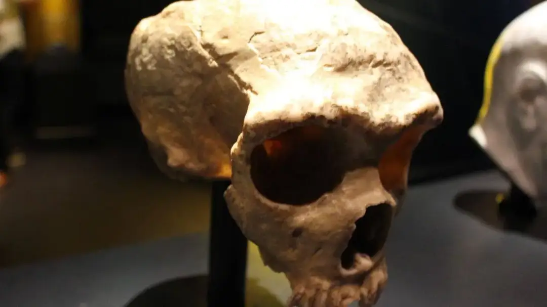 Pierwszy człowiek na świecie - tajemnice ewolucji i jego znaczenie