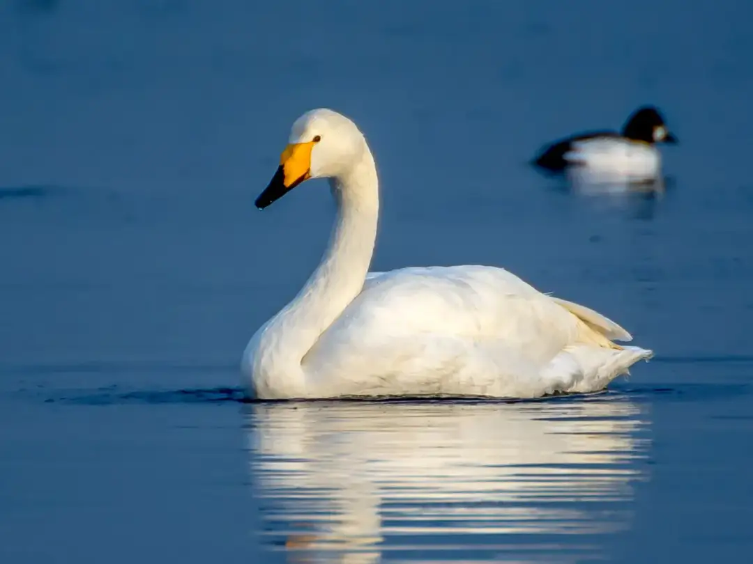 Zatoka Łabędzi: piękne miejsca do obserwacji łabędzi i przyrody