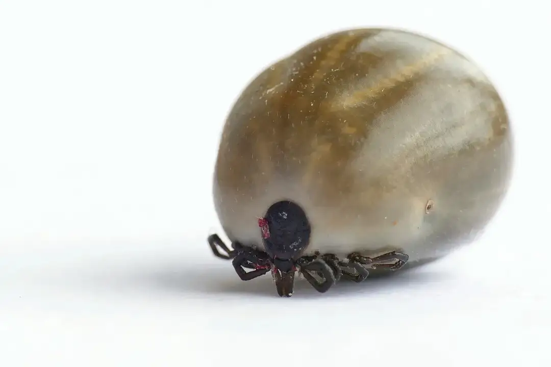 Kleszcz czy jechać na pogotowie? Ważne informacje o usuwaniu kleszczy