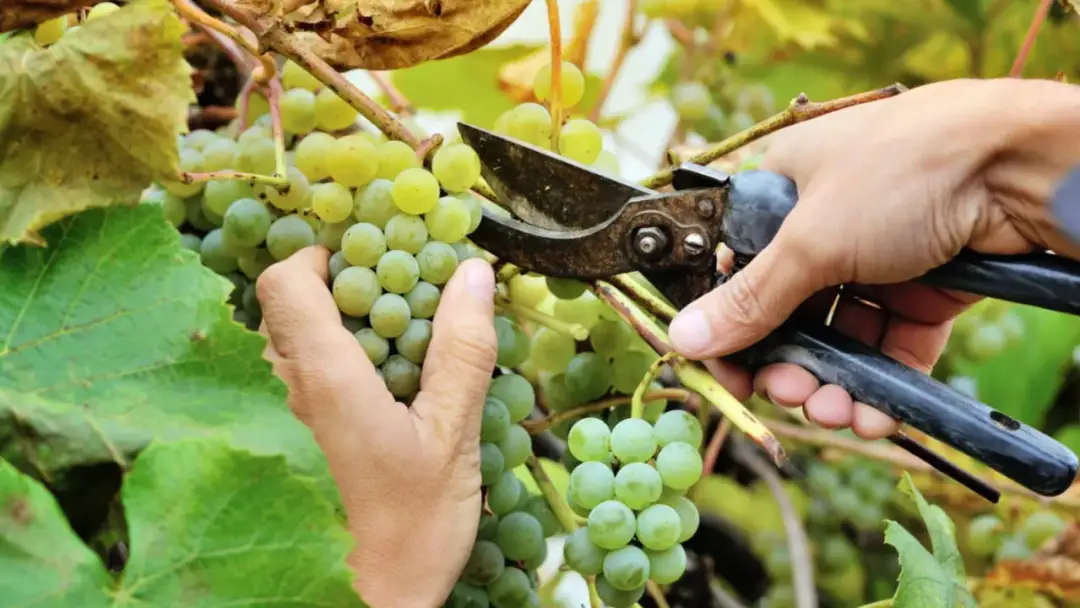 Przycinanie winorośli bez błędów: Kalendarz i techniki mistrza.