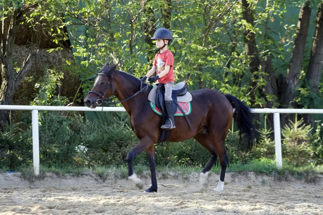 Klub jeździecki Profit w Orzeszach - opinie, ceny i zajęcia jeździeckie