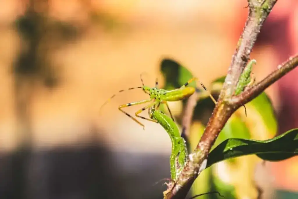 Co to jest szata roślinna i dlaczego jest kluczowa dla ekosystemu?
