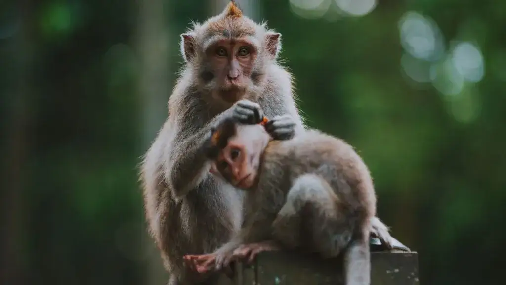 Bali czy jest bezpiecznie? Odkryj zagrożenia i jak ich unikać